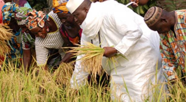 Gambia president farming